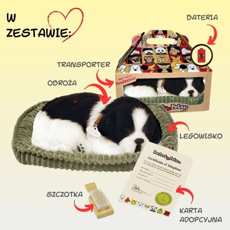 Border Collie Szczeniaczek oddychający do adopcji