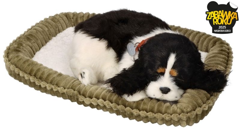 Zaaodoptuj mnie Szczeniaczek oddychający Cocker Spaniel